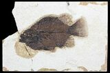 Bargain Fossil Fish (Cockerellites) - Green River Formation #96936-1